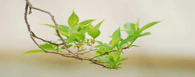 <b>你知道高中生物实验效果不理想的原因吗？</b>