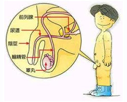 14岁男孩初次遗精都会出现哪些心理变化?